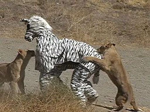 Fake Zebra